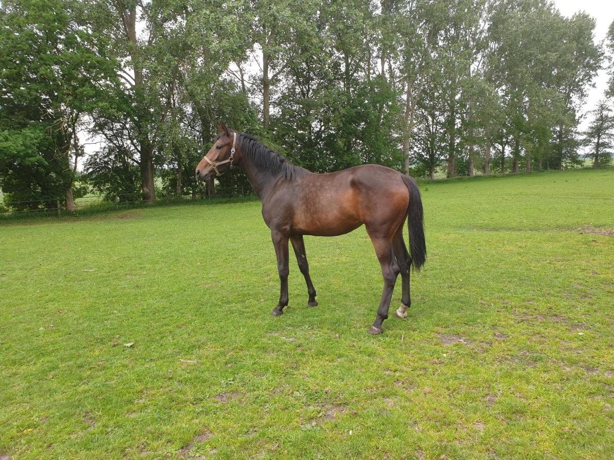 Westert Hoeve Vriescheloo Exterior photo
